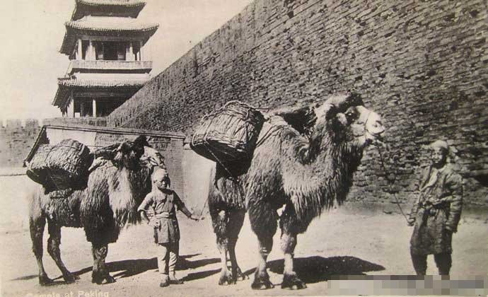 Những chú lạc đà thồ than ở  kinh thành Bắc Kinh năm 1930. Ảnh Sina